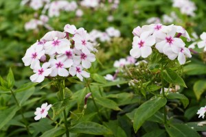 Phlox paniculata ´Flame White Eye´